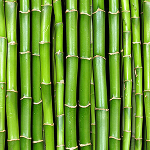 Bamboo